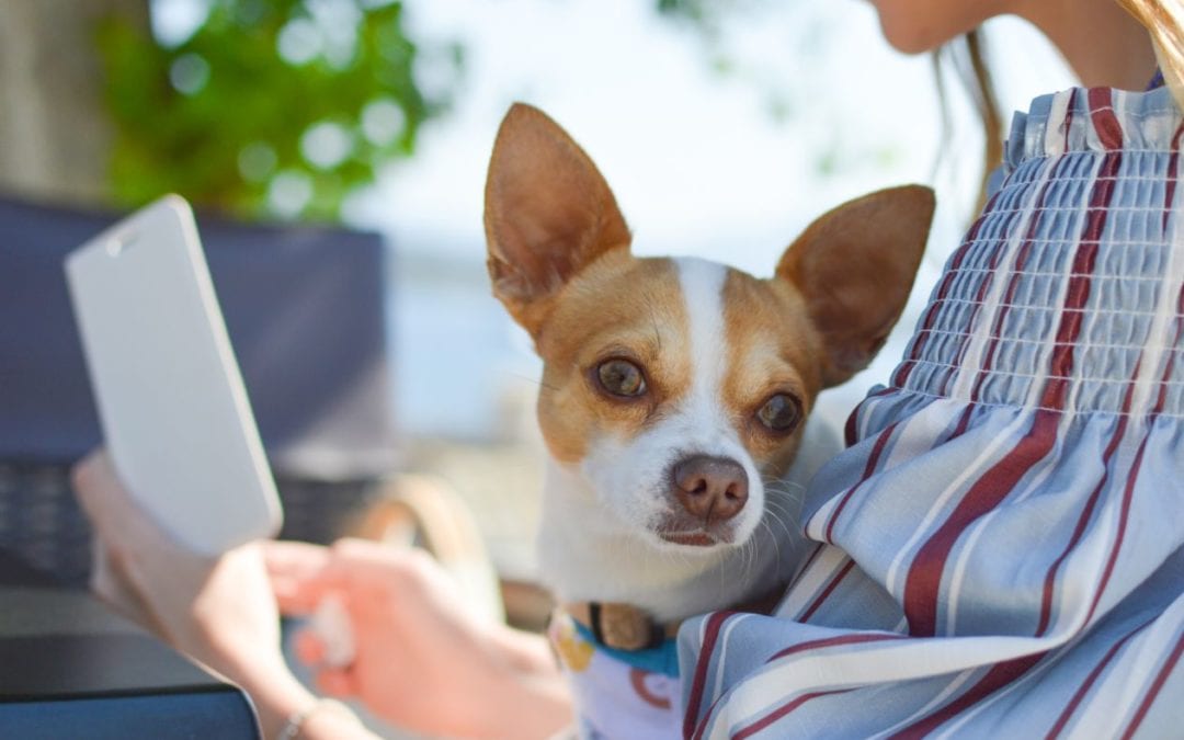 12 Apps for Pet Owners