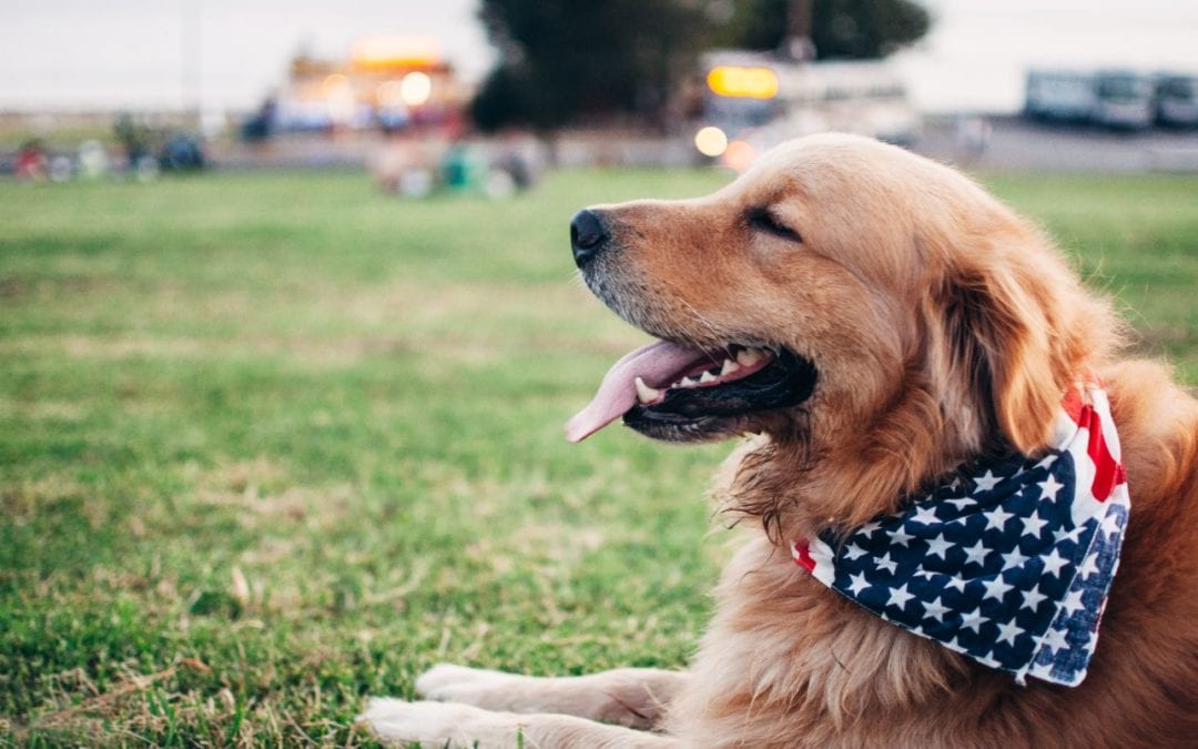 Keeping Your Pet Calm on Fourth of July