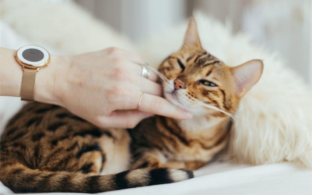 Your Pet’s Emotional Well-Being