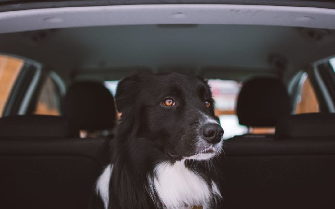 What to Know Before Hitting the Road with Your Dog